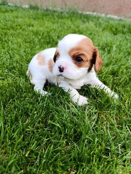 Cavalier king Charles - 3