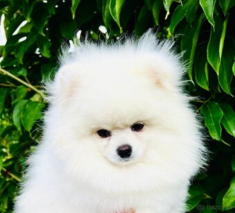 Pomeranian - 3