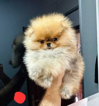 Pomeranian mini - 3