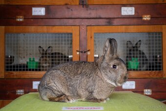 Malý viedenský divokosfarbený - 3