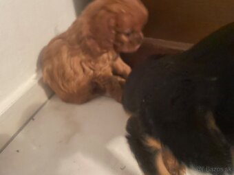 Kavalier king charles - 3