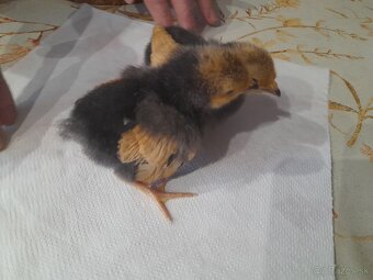 Predám kuriatka plemeno Vorwerk - 3