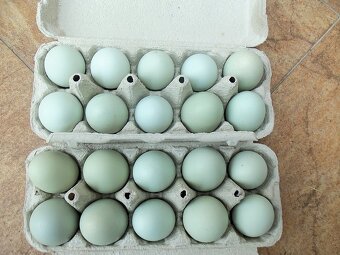Predám kohútov 2025 araucana lavender - 3