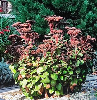 Rozchodník tučnolistý Sedum, záhradné truhlíky vázy - 3
