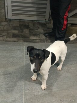 Jack Russell teriér - krytie - 3