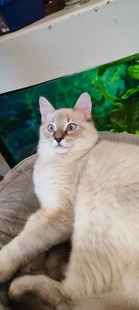 Ragdoll kocúrik bez PP - 3