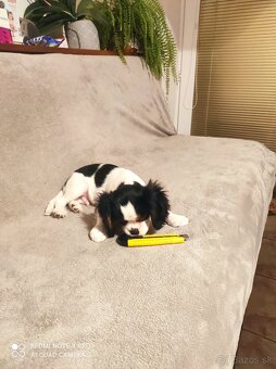 Cavalier steniatko - 3