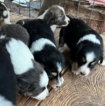 Šteniatka border kolie - 3