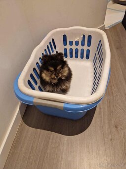 Pomerian - pomeranian - 3