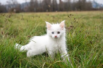 Mačiatka maine coon - 3