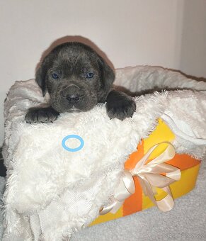 cane corso šteniatka bez PP - 3