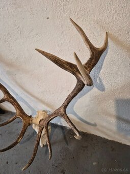 Trofeje,parohy,zhody - 3