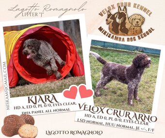 Lagotto romagnolo psici s PP - 3