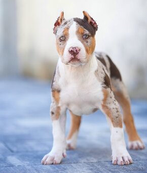 American bully xl, pitbull xxl merle tricolor k odberu - 3