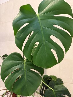 Monstera deliciosa - 3