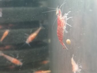 krevetky Neocaridina - Red Cherry - 3