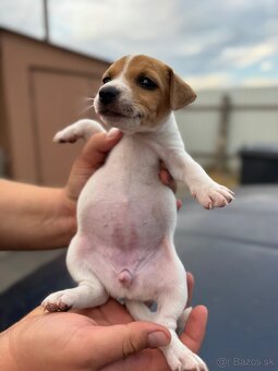 Jack Russel Terrier čistokrvné šteniatka - 3