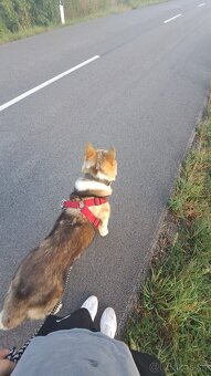 Akita inu - 3