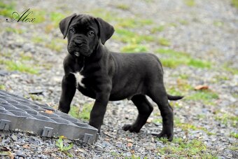 Cane Corso štěňátka s FCI PP - 3