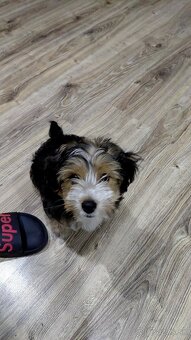 Yorkshirsky teriér - 3