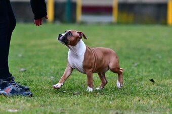 Americký stafordšírsky teriér s pp - 3