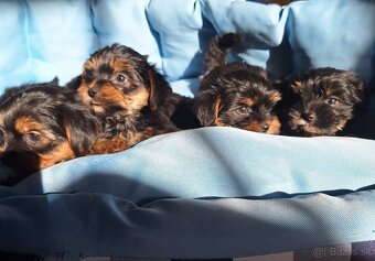 Yorkšhir,york,yorkšhirsky terier - 3