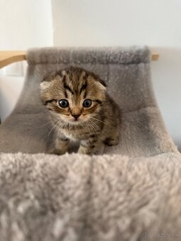 Škótske Klapouché/ (Scottish Fold/Straight) - 3