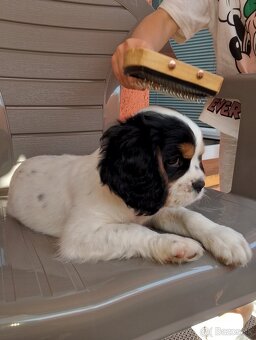 Cavalier tricolor - 3