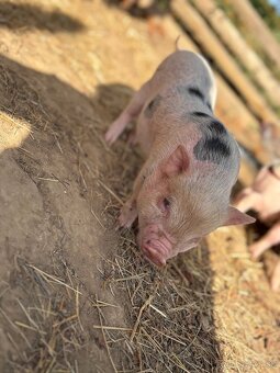Göttingenské Mini Prasiatka 🐷 - 3