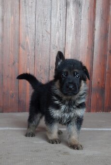 Nemecký ovčiak - šteniatka s PP na predaj - 3