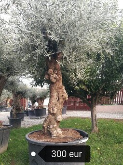 Olivovník Mrazuvzdorný - 3