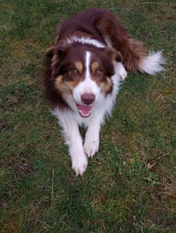 Border kólia - hnedo biely pes s pálením - 3