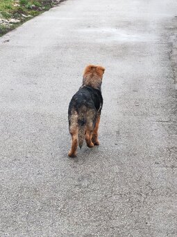 Nemecky Ovciak sucka - 3