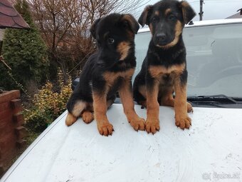 Nemecký ovčiak - 3