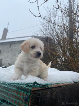 Darujem šteniatka - 3