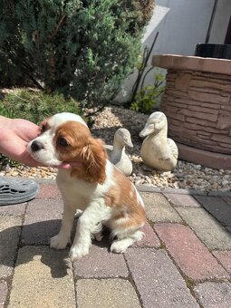 Cavalier king charles španiel, kavalier - 3