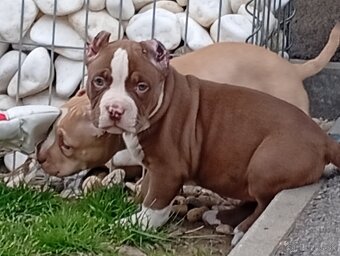 American bully pocket - 3