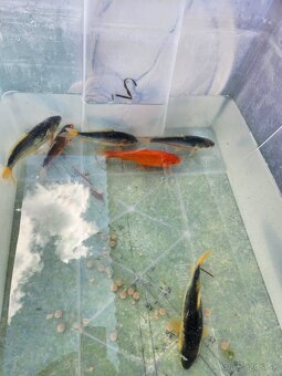Koi kapre koi kapor zàvojantka cìnska karase - 3