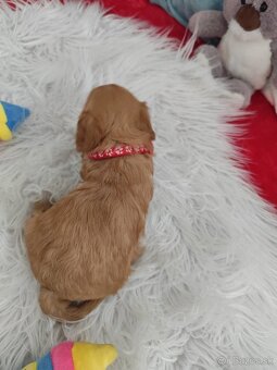 Cavapoo - 3