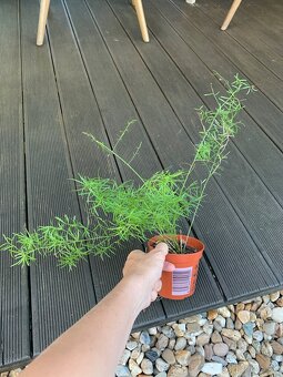 asparagus - 3