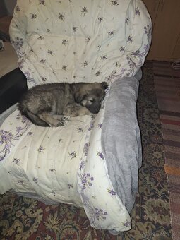 Kríženec Čuvač, Vlčiak, Husky - 3