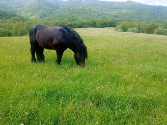 Predám ťažného koňa - 3