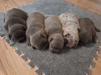 Francuzsky buldoček - 3