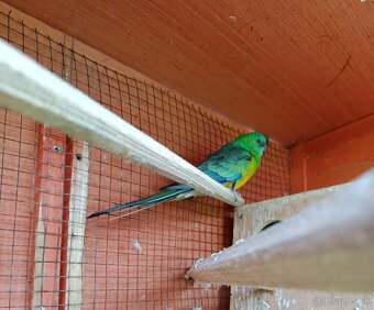 Predám papagáje - 3