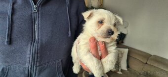 Predam Westika fenku - 3