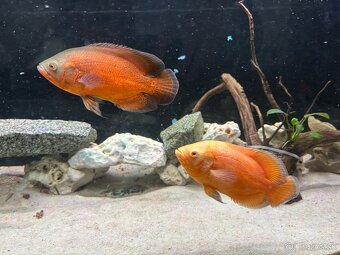 Astronotus Ocellatus - 3