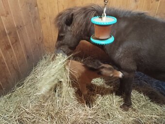 Minihorse hřebeček - 3