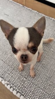 Mini čivava na krytie - 3