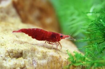 Neocaridina krevety selektované - 3