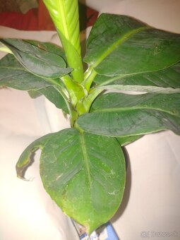 BANAN - 3